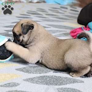 Sierra, Pug Puppy